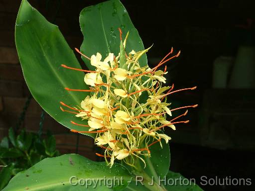 Ginger hedychium 2 